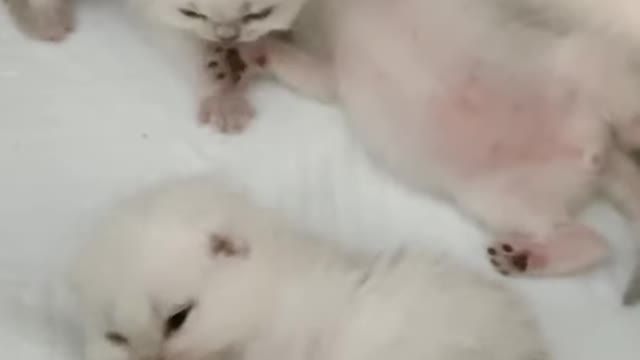 Cute Cats 😍😍 Whait Baby Cat