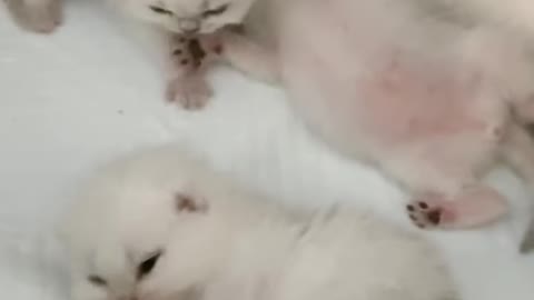 Cute Cats 😍😍 Whait Baby Cat