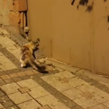 Ο ΓΑΤΟΣ ΤΑΔΕ ΟΛΑ