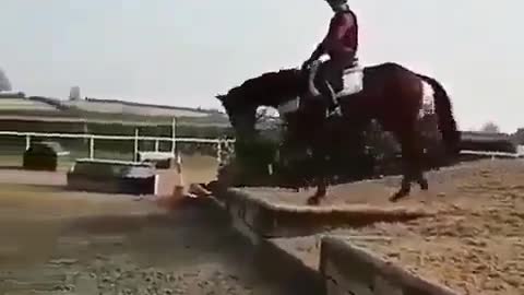 Funny horse man