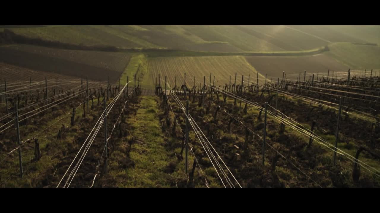 Louis Roederer collaboration with Duy Anh Nhan Duc