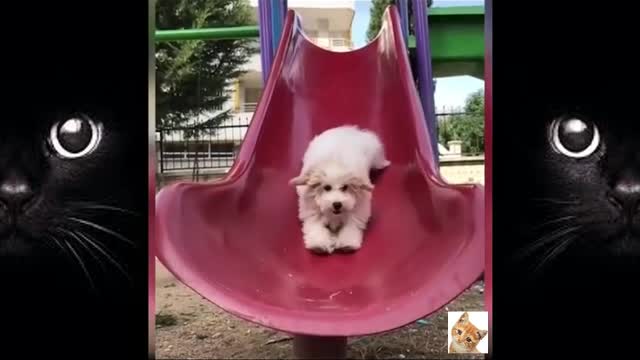 Dogs Cute and Funny Dog Videos LoL