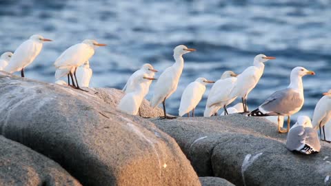 Resting seagull