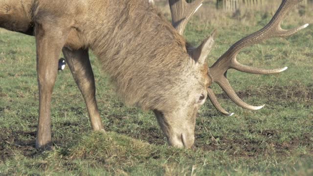 Big Elder Deer Eating Fresh Grass In Field