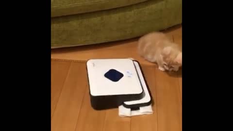 The cat who was fooled by the sweeping robot