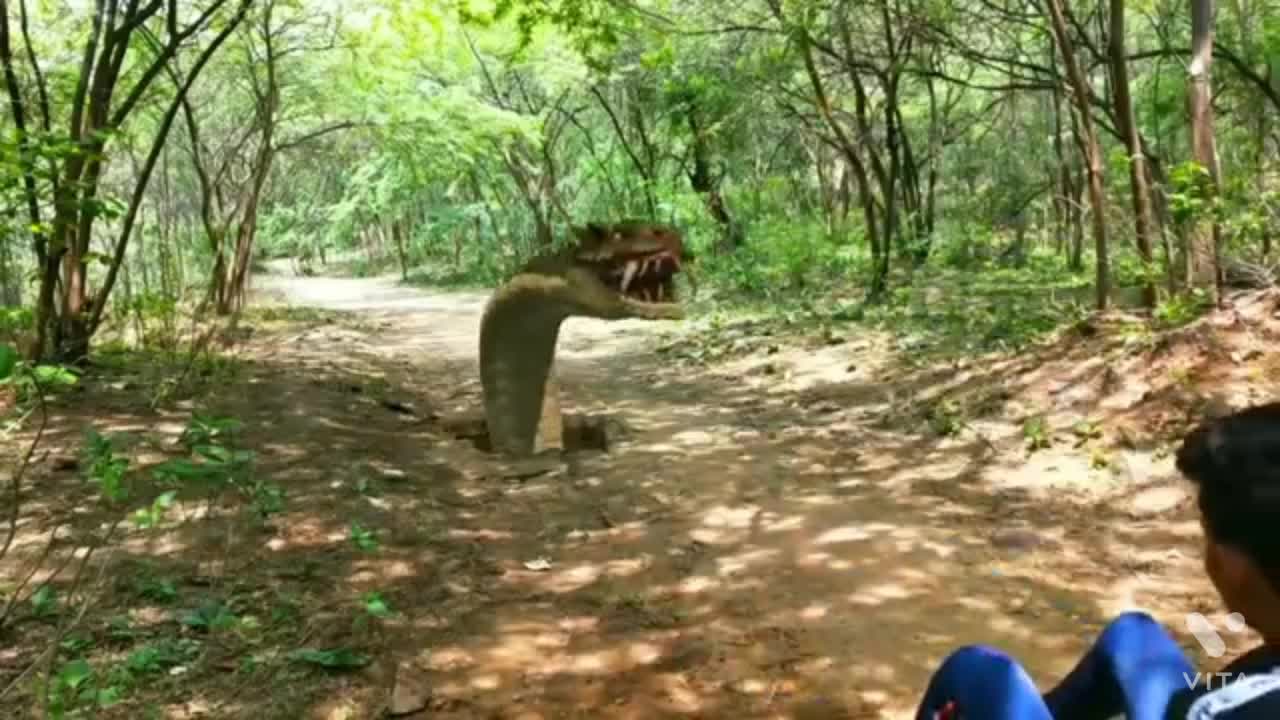 Anaconda Snake in Real Life