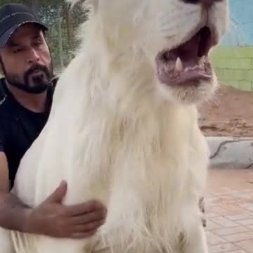 MAGNIFICENT WHITE LION 🦁