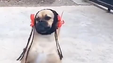 Cute Dog Walking on Lower Legs