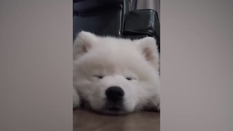 Sleepy puppy falls asleep