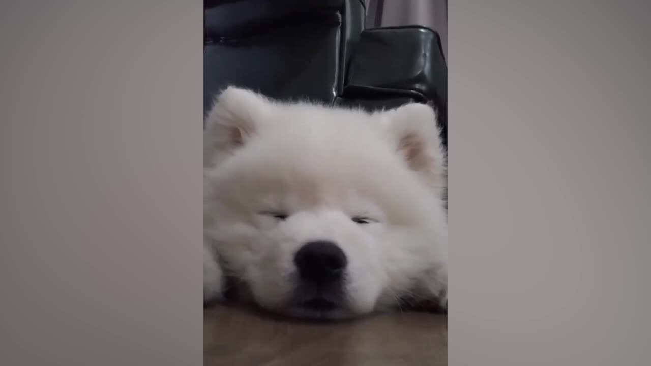 Sleepy puppy falls asleep