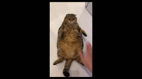 Cute chubby cat named Tusya #4