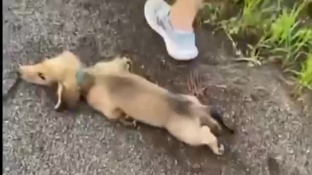 Adorable puppy repeatedly_sploots during walk times