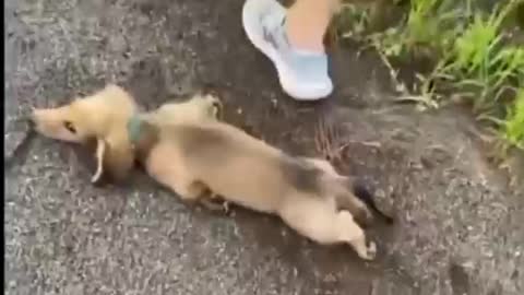 Adorable puppy repeatedly_sploots during walk times