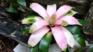 Advanced Bromeliads 21