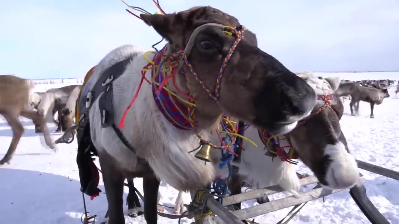 The life of northern nomads in winter.🏂🏞️🌨️⛄❄️🥶🥶🥶🥶🥶🥶