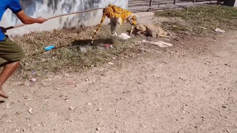 Nice!!! Fake Tiger Prank Dog Fly Try To Stop Laugh Challenge Pranks