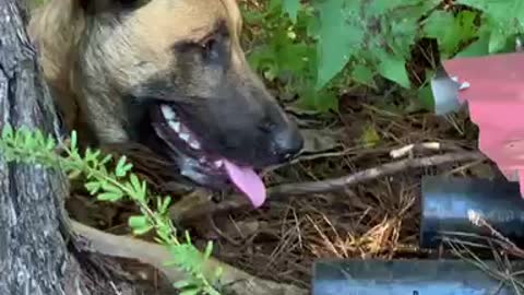 Chipmunk verses Malinois