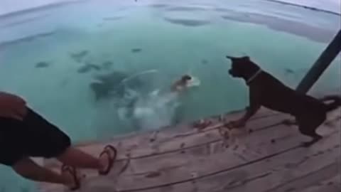Brave dog 😅
