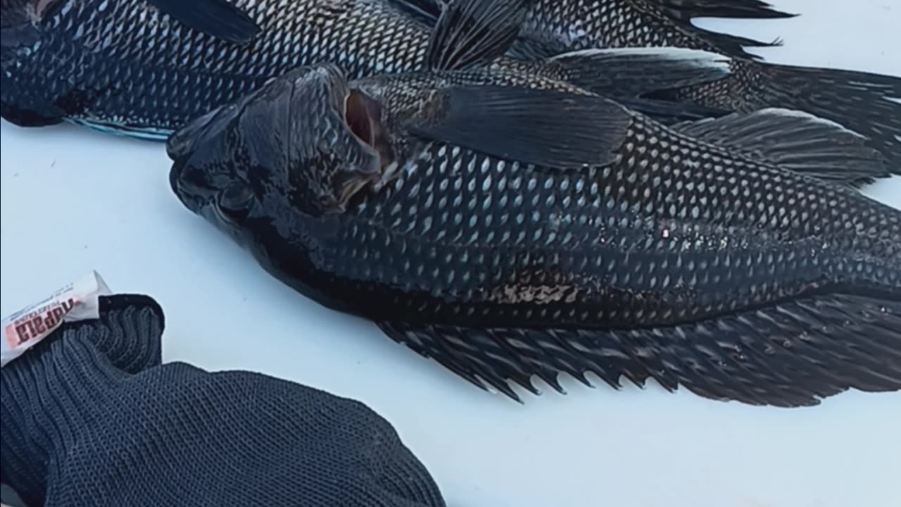 Black sea bass