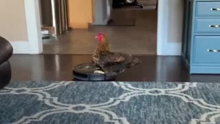 Cool Chicken Rides on Roomba