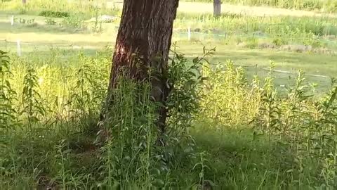 A sparrow couple fighting at leisure.