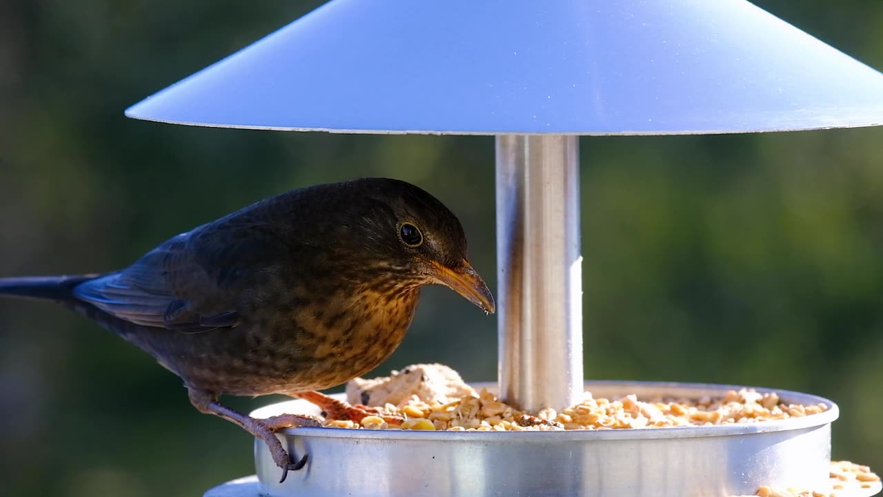 Bird eat food.....