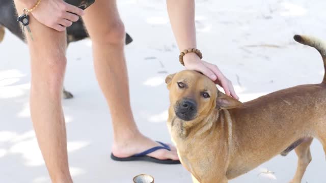 A friendly dog welcoming a foreign visitor in the tropical island in Asia