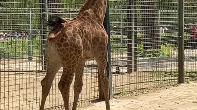 Cute giraffe takes a walk after eating