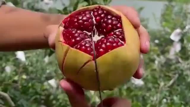 How to cut pomegranate