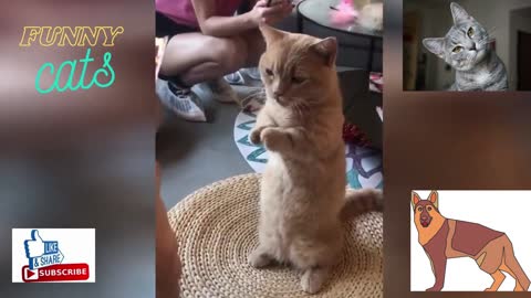 Best Funny Cat Videos 2021