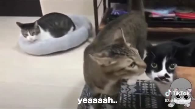 Cat speaking English with Humans