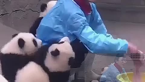 Bathe a panda