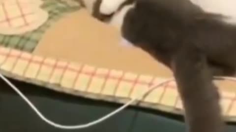 Cat funny video