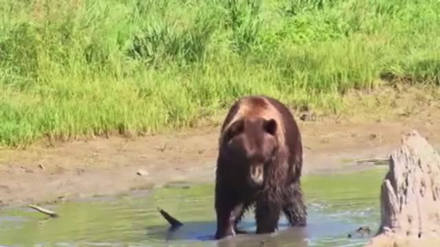 Brown Bear Walking in Water