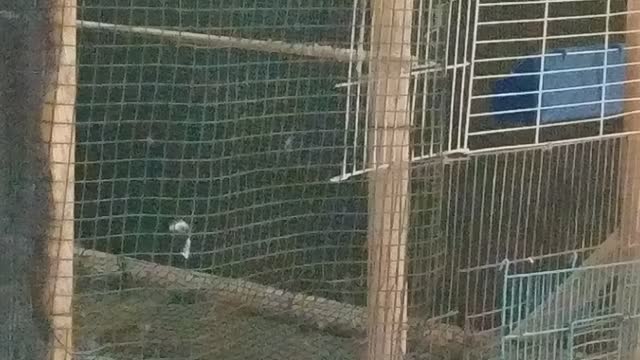Nice bird