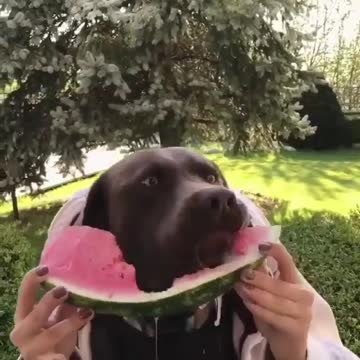 Happiness is like a juicy watermelon