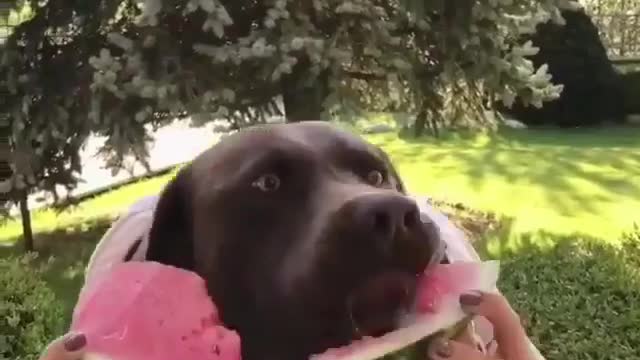 Happiness is like a juicy watermelon