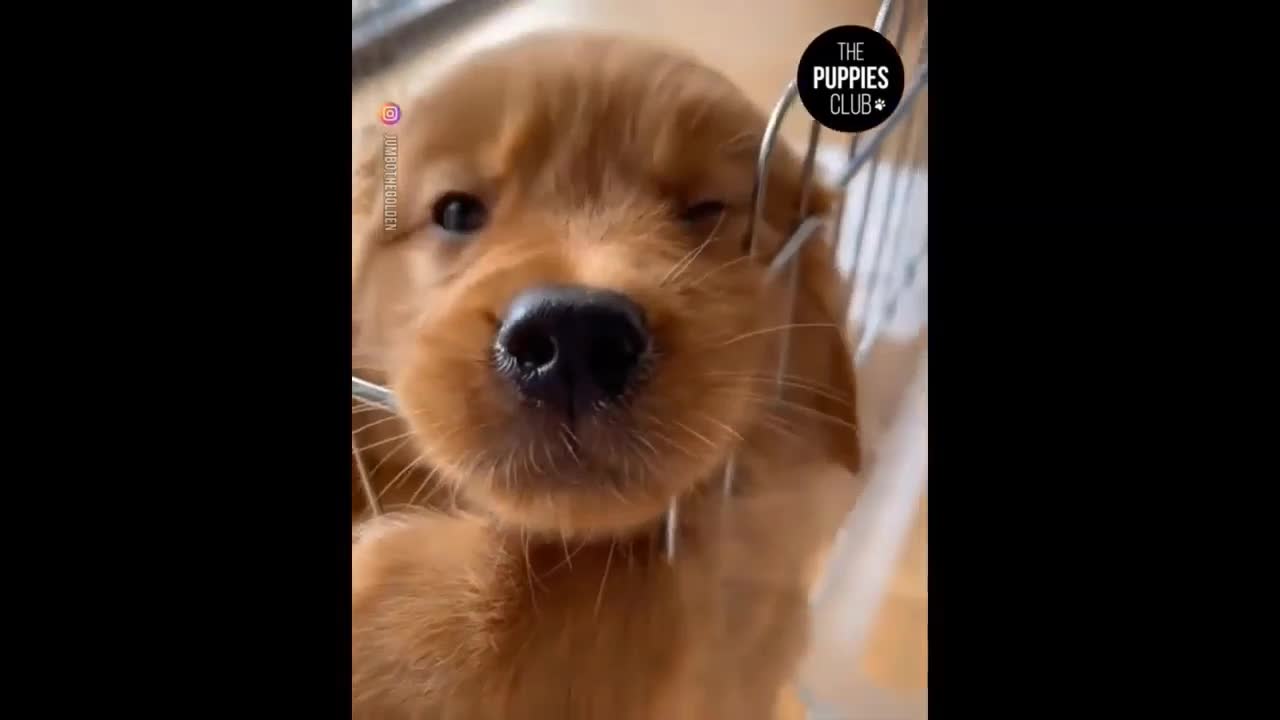 compiled of cute animals having fun