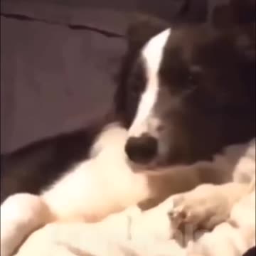 😂funny animal videos that i found for you #60😂