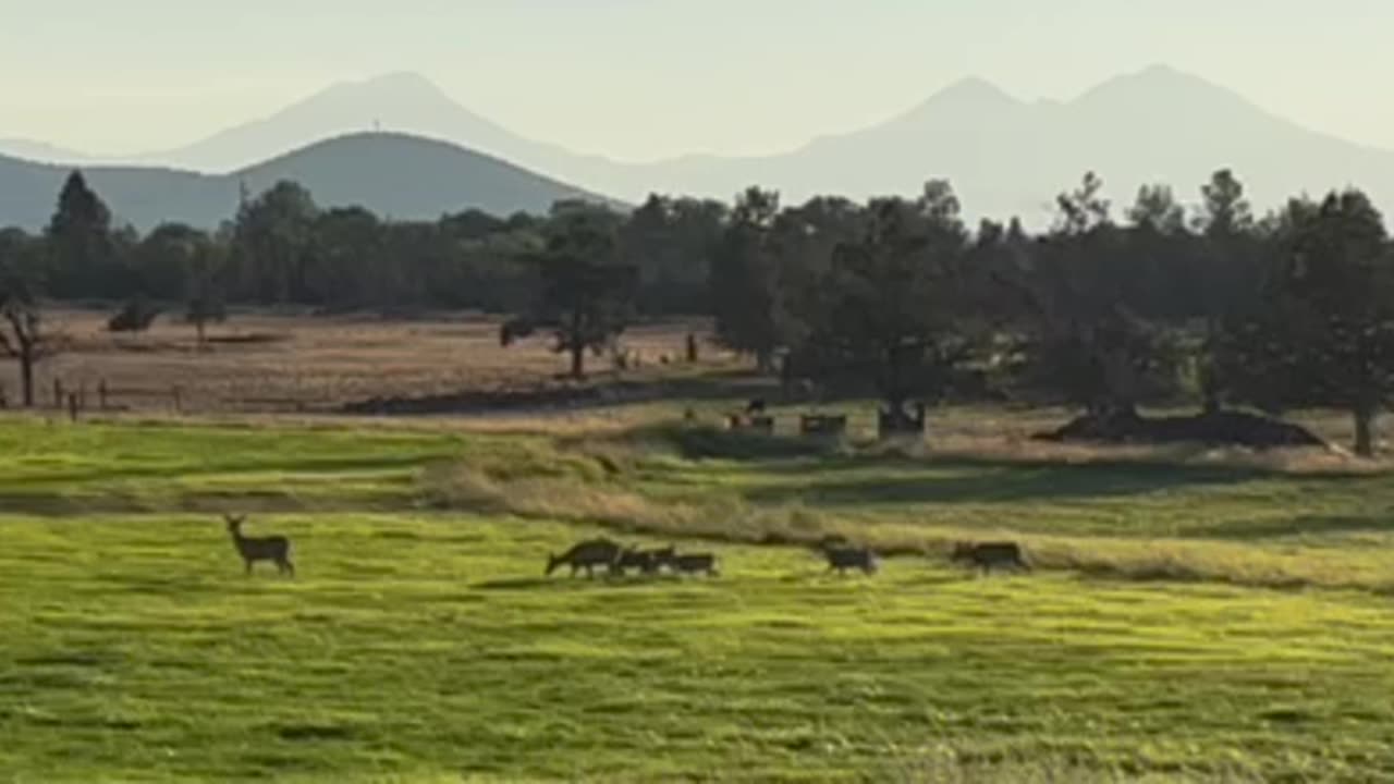 Deer family sharing the ranch.