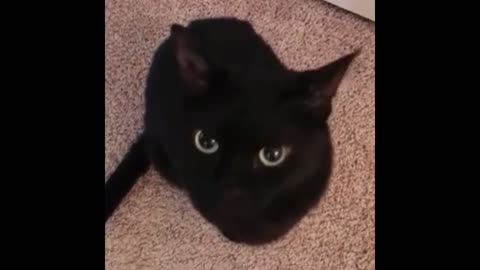 it's meowing at you