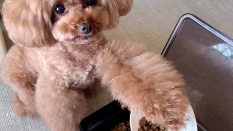 Cute animals
