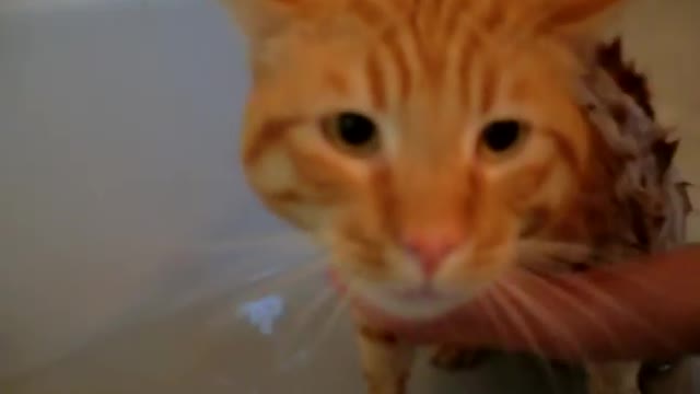 Cat Bath Freak Out -Tigger the cat says 'NO!' to bath