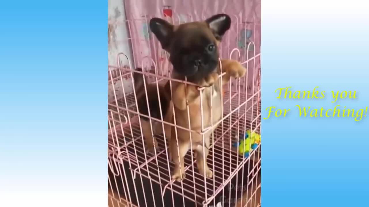 Cute - pets and funny animals compilation