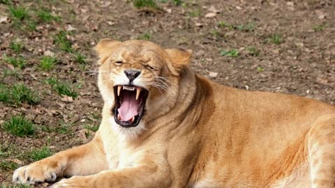 Yawning Lion