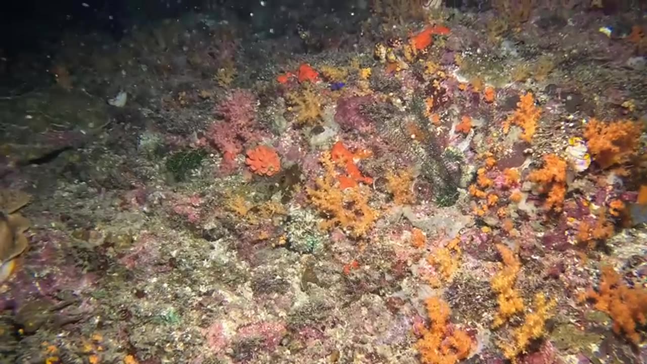 (Indonesia) Scuba Diving Christmas