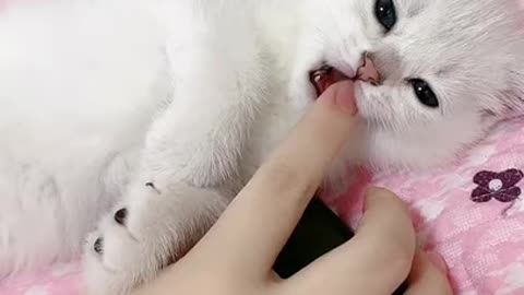 CUTE KITTENS