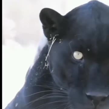 BLACK PANTHER, BRAVE AND Cunning