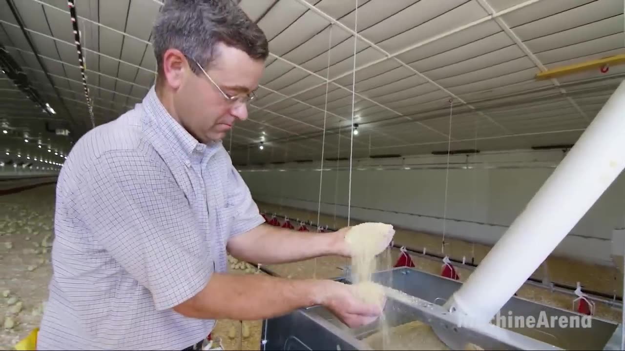 Chicken Hatchery Technology