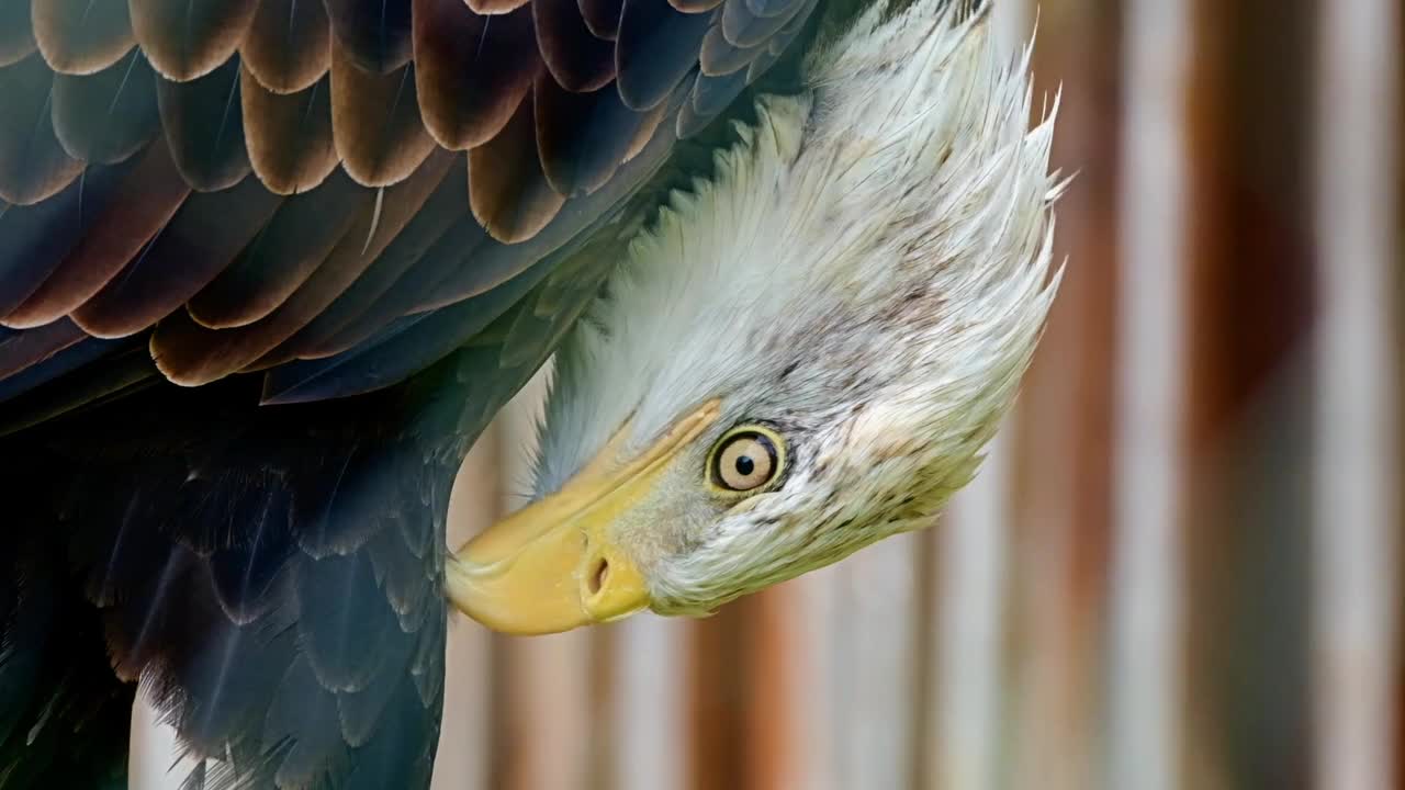 eagle-bald-eagle-bird-birds-of-prey